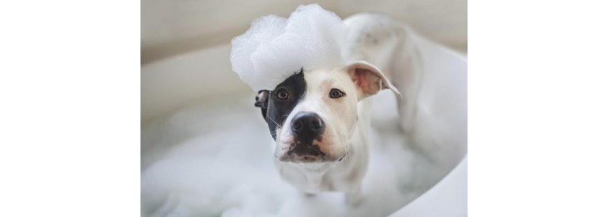 Champú para perros: ¿cuál es mejor para tu peludo?